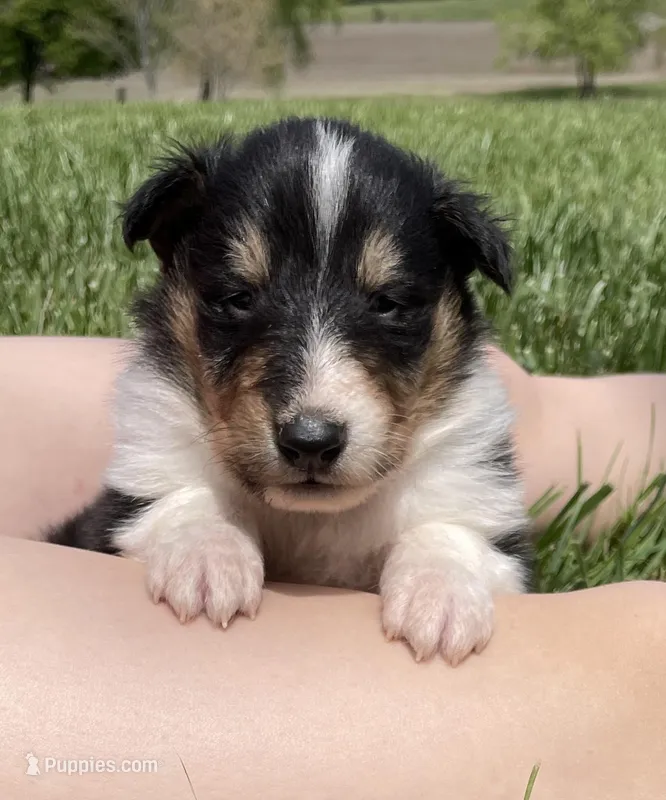 Thor – Collie puppy for sale in Anderson, SC