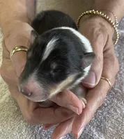 Thor, a male Collie for sale in Anderson, SC – Photo 1 of 10