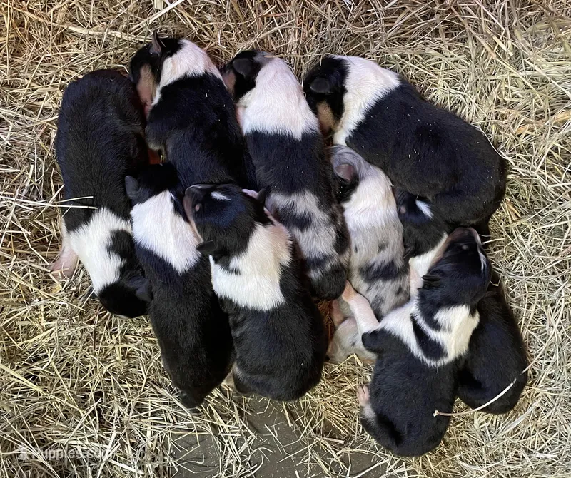 Thor – Collie puppy for sale in Anderson, SC
