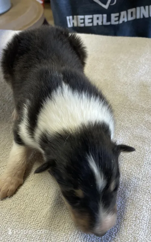 Thor – Collie puppy for sale in Anderson, SC