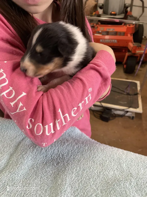 Thor – Collie puppy for sale in Anderson, SC