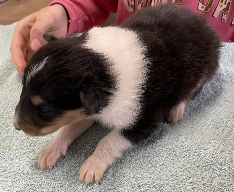 Robin – Collie puppy for sale in Anderson, SC