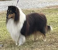 Robin, a male Collie for sale in Anderson, SC – Photo 7 of 9
