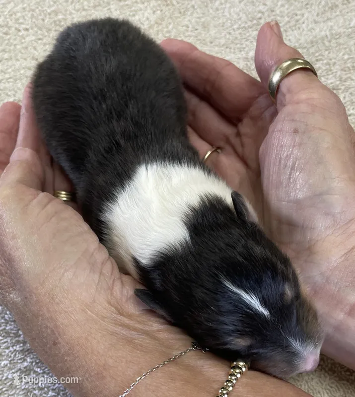 Robin – Collie puppy for sale in Anderson, SC