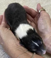 Robin, a male Collie for sale in Anderson, SC – Photo 2 of 9