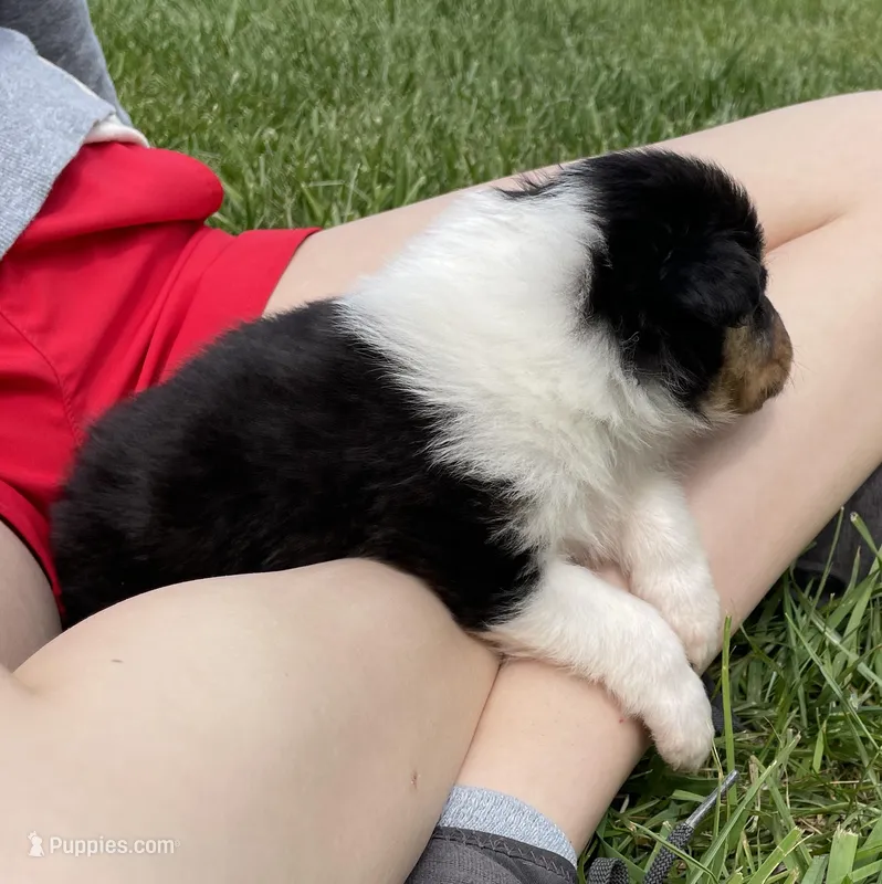 Robin – Collie puppy for sale in Anderson, SC