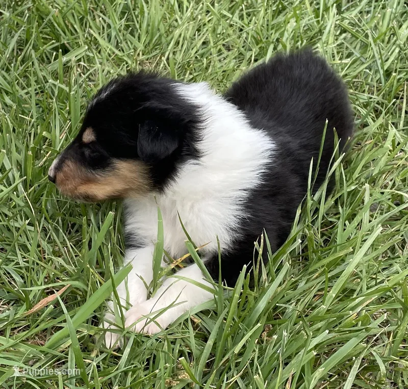 Robin – Collie puppy for sale in Anderson, SC