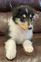 Robin, a male Collie for sale in Anderson, SC – Photo 5 of 10