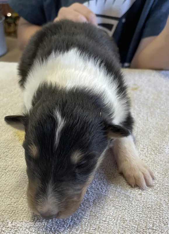 Robin – Collie puppy for sale in Anderson, SC