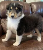 Robin, a male Collie for sale in Anderson, SC – Photo 6 of 10