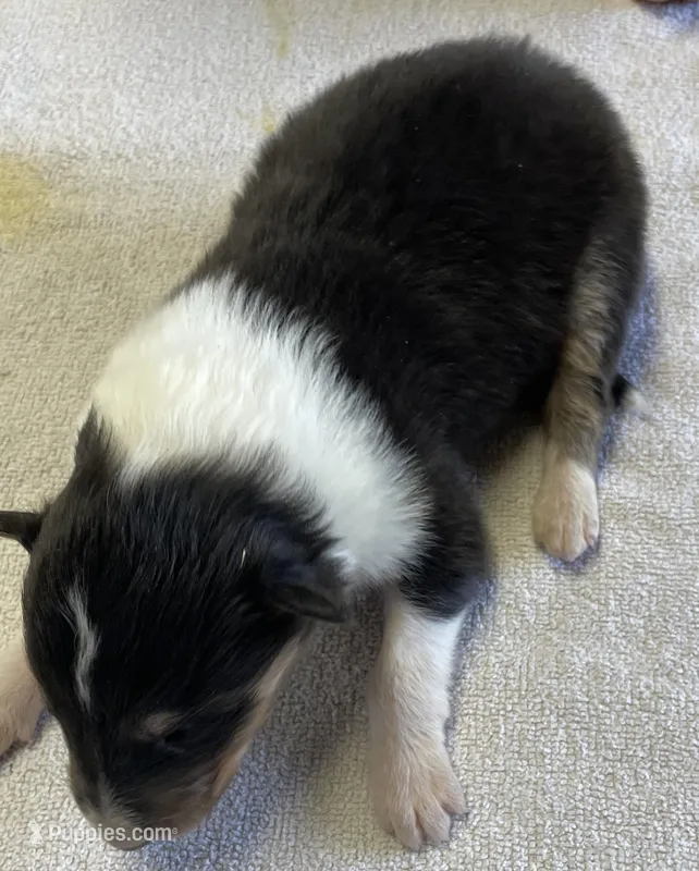 Robin – Collie puppy for sale in Anderson, SC