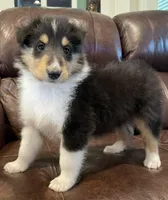 Robin, a male Collie for sale in Anderson, SC – Photo 2 of 10