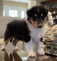 Robin, a male Collie for sale in Anderson, SC – Photo 4 of 10