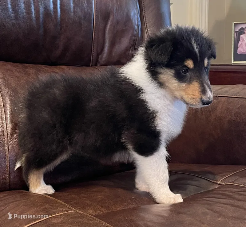 Robin – Collie puppy for sale in Anderson, SC