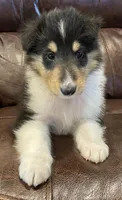 Robin, a male Collie for sale in Anderson, SC – Photo 3 of 10
