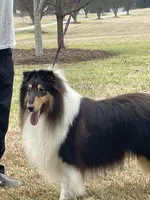 Rapunzel, a female Collie for sale in Anderson, SC – Photo 10 of 10