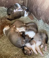 Rapunzel, a female Collie for sale in Anderson, SC – Photo 4 of 10