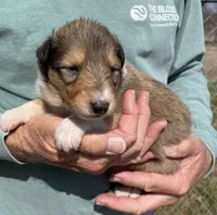 Rapunzel, a female Collie for sale in Anderson, SC – Photo 2 of 10