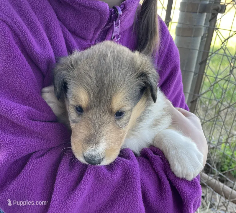 Rapunzel – Collie puppy for sale in Anderson, SC