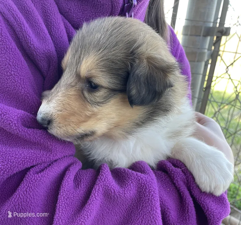 Rapunzel – Collie puppy for sale in Anderson, SC
