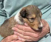 Rapunzel, a female Collie for sale in Anderson, SC – Photo 3 of 10