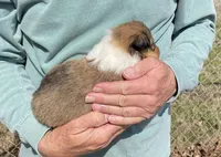 Rapunzel, a female Collie for sale in Anderson, SC – Photo 1 of 10