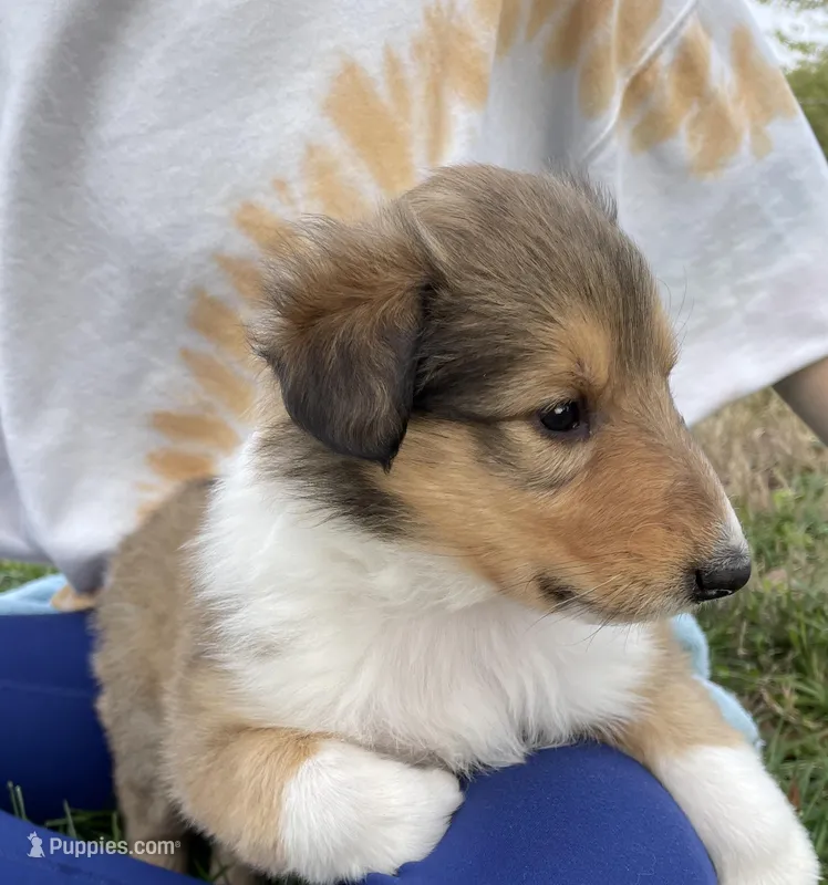 Rapunzel – Collie puppy for sale in Anderson, SC