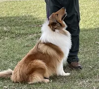 Belle, a female Collie for sale in Anderson, SC – Photo 10 of 10
