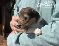 Belle, a female Collie for sale in Anderson, SC – Photo 2 of 10