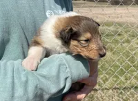 Belle, a female Collie for sale in Anderson, SC – Photo 3 of 10