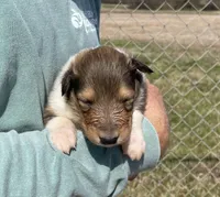 Belle, a female Collie for sale in Anderson, SC – Photo 4 of 10