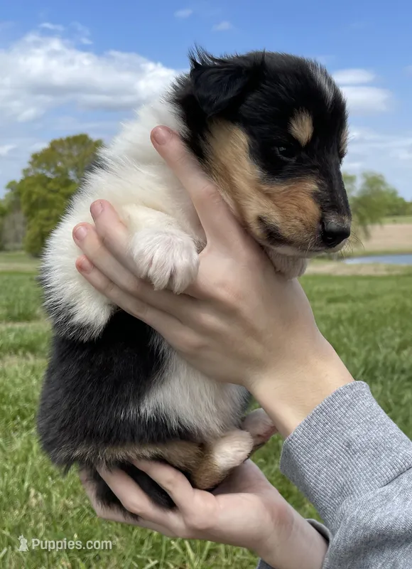 Batman – Collie puppy for sale in Anderson, SC