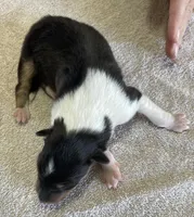 Batman, a male Collie for sale in Anderson, SC – Photo 4 of 10