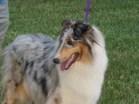 Batman, a male Collie for sale in Anderson, SC – Photo 9 of 10