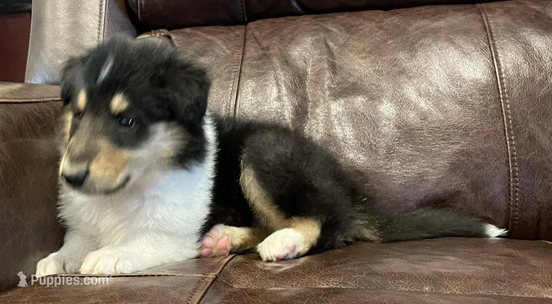 Batman – Collie puppy for sale in Anderson, SC