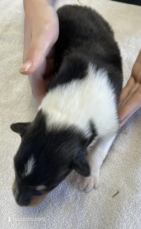 Batman – Collie puppy for sale in Anderson, SC