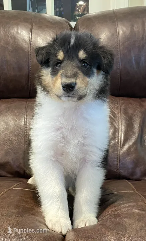 Batman – Collie puppy for sale in Anderson, SC