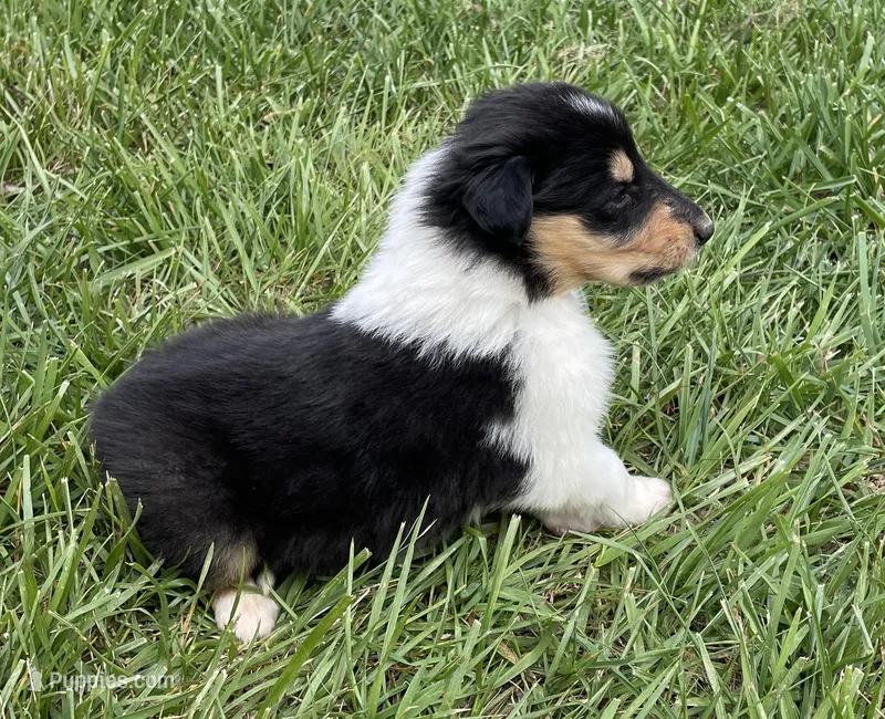 Batman – Collie puppy for sale in Anderson, SC