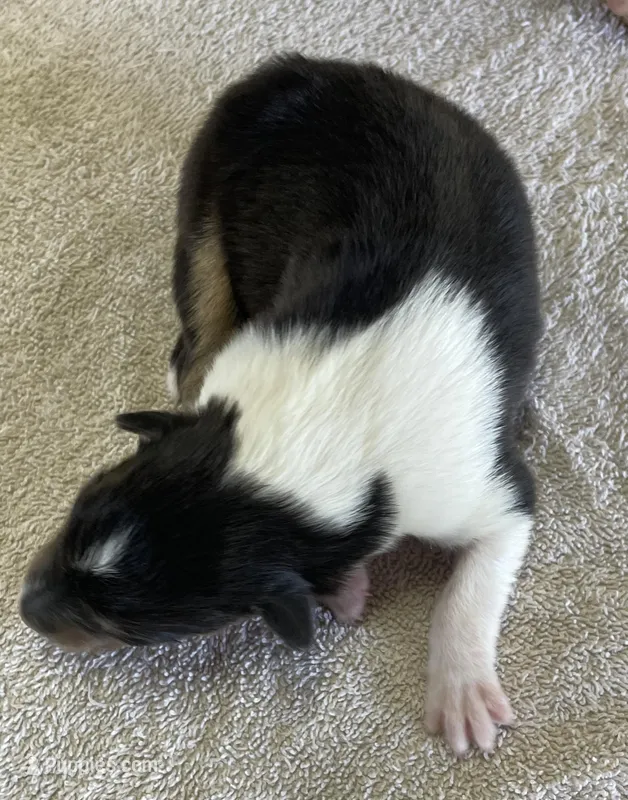 Batman – Collie puppy for sale in Anderson, SC