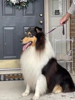 Batman, a male Collie for sale in Anderson, SC – Photo 10 of 10