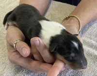 Batman, a male Collie for sale in Anderson, SC – Photo 1 of 10