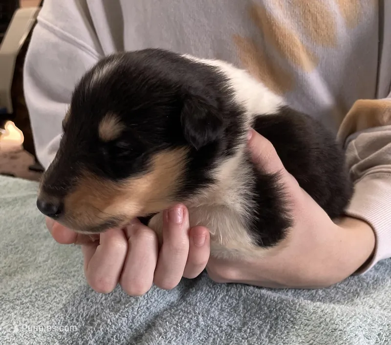 Batman – Collie puppy for sale in Anderson, SC