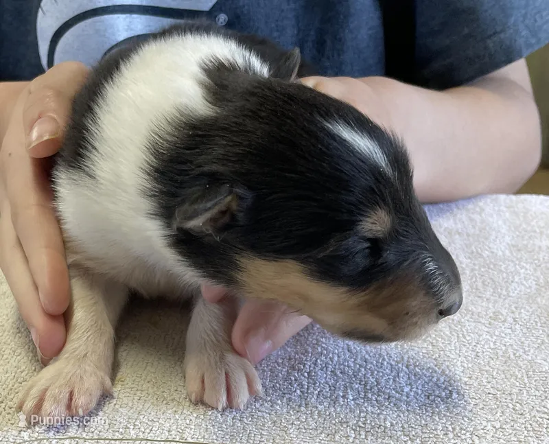 Batman – Collie puppy for sale in Anderson, SC