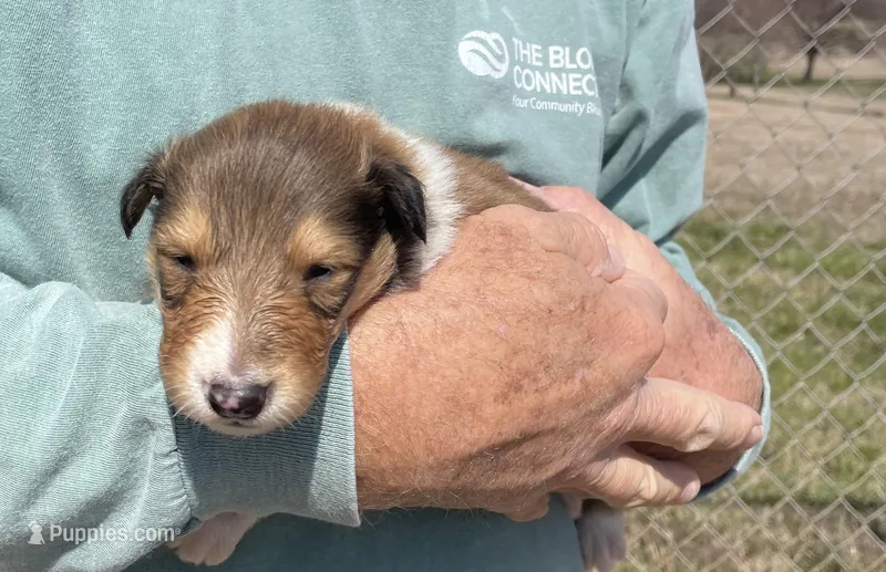 Flynn, a male Collie for sale in Anderson, SC – Photo 1 of 8