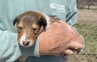 Flynn, a male Collie for sale in Anderson, SC – Photo 1 of 8