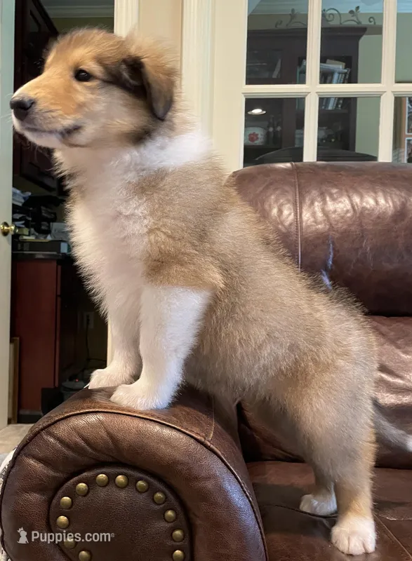 Flynn – Collie puppy for sale in Anderson, SC