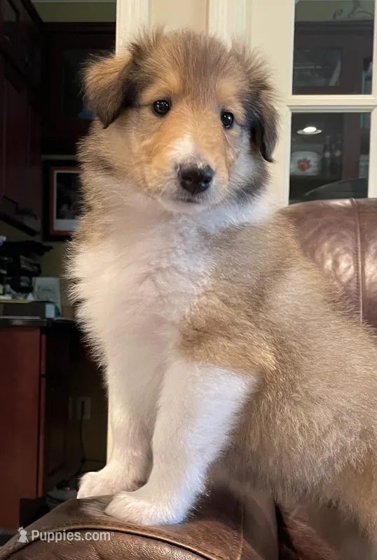 Flynn – Collie puppy for sale in Anderson, SC
