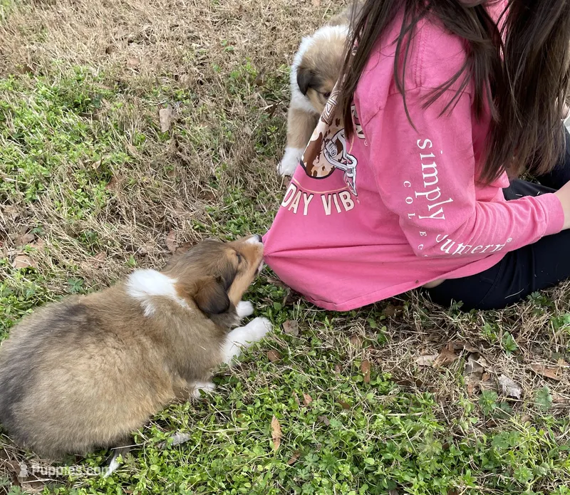 Flynn – Collie puppy for sale in Anderson, SC