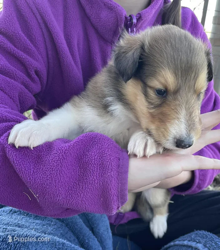 Flynn – Collie puppy for sale in Anderson, SC