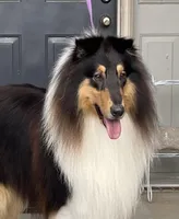 Flynn, a male Collie for sale in Anderson, SC – Photo 5 of 8